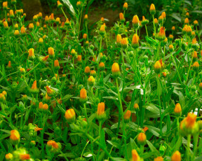 Картинка цветы календула