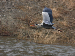 Картинка животные цапли