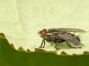 Картинка животные насекомые