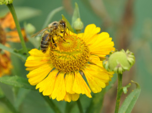 Картинка животные пчелы осы шмели