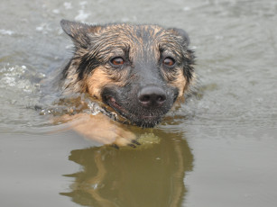 Картинка животные собаки