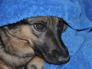 Картинка животные собаки