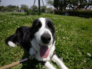 Картинка животные собаки