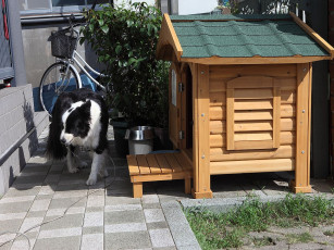 Картинка животные собаки