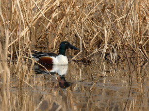 Картинка животные утки