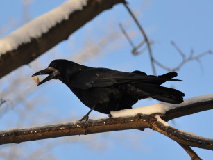 Картинка животные вороны грачи галки