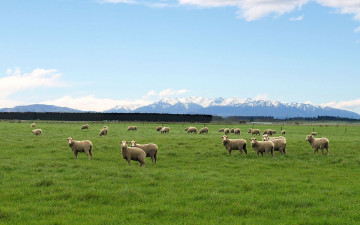 Картинка животные овцы бараны