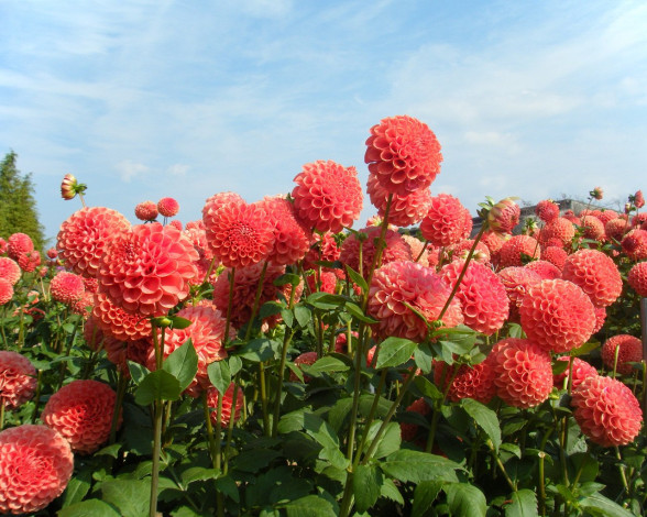 Обои картинки фото цветы, георгины