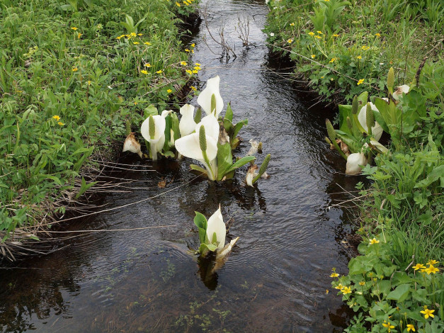 Обои картинки фото цветы, спатифиллум