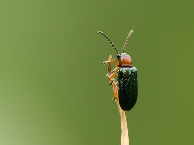 Обои картинки фото животные, насекомые