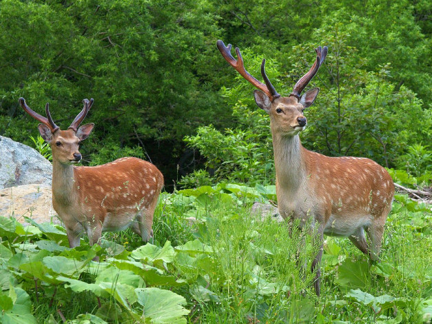 Обои картинки фото животные, олени
