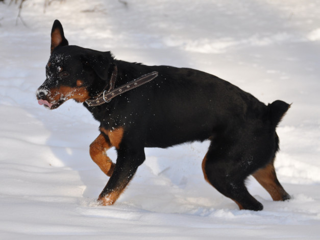 Обои картинки фото животные, собаки