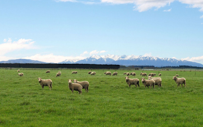 Обои картинки фото животные, овцы, бараны