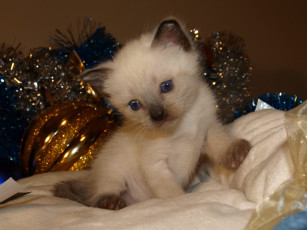 Картинка животные коты котёнок кошка кот