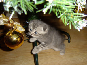 Картинка животные коты шар котёнок кошка кот