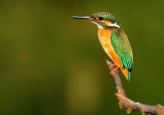 Картинка животные зимородки зимородок сучок