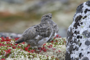 Картинка животные куропатки рябчики перепела куропатка