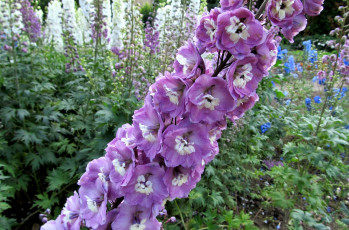 Картинка цветы дельфиниум длинный розовый