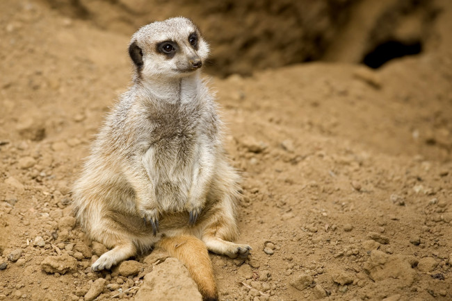 Обои картинки фото животные, сурикаты, забавный, поза