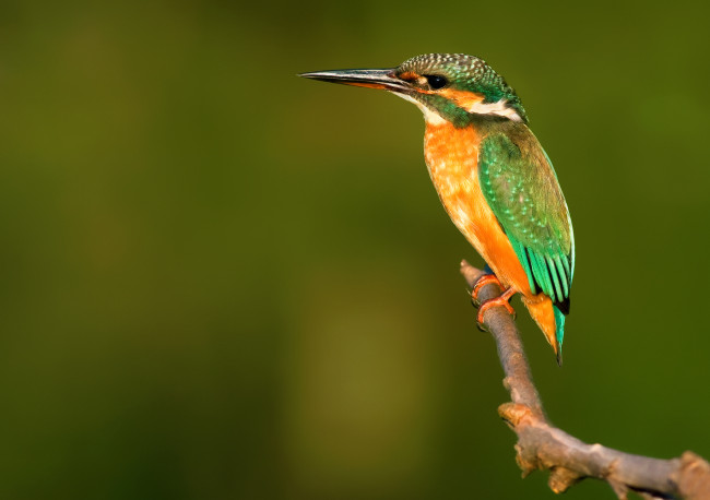 Обои картинки фото животные, зимородки, зимородок, сучок