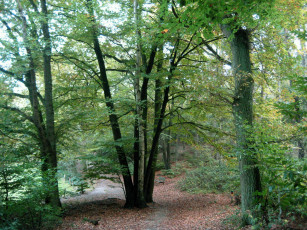 Картинка природа лес листва тропинка