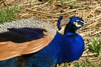 Картинка животные павлины оперение