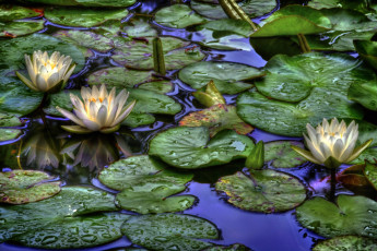 Картинка цветы лилии водяные нимфеи кувшинки белый листья вода