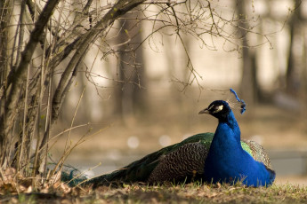Картинка животные павлины хохолок