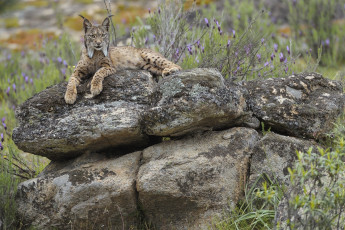 Картинка животные рыси отдых рысь камень взгляд