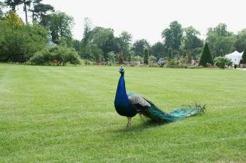 Картинка животные павлины парк лужайка павлин