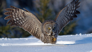 Картинка сова животные совы снег зима птица