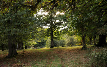 Картинка испания наварра природа деревья парк