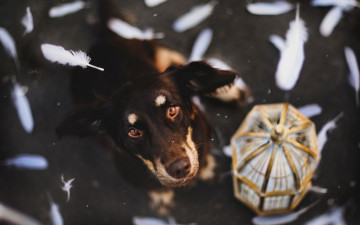 Картинка животные собаки клетка собака уши перья