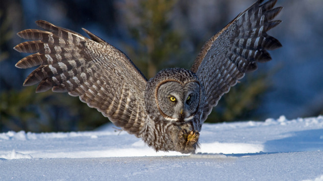 Обои картинки фото сова, животные, совы, снег, зима, птица