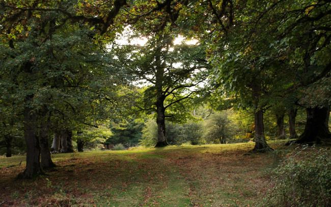 Обои картинки фото испания, наварра, природа, деревья, парк