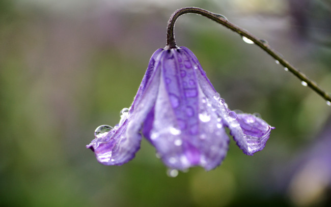 Обои картинки фото цветы, поникший, цветок, мокрый, капли