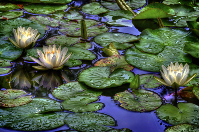 Обои картинки фото цветы, лилии, водяные, нимфеи, кувшинки, белый, листья, вода