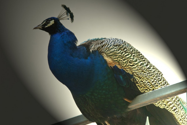 Обои картинки фото животные, павлины, оперение