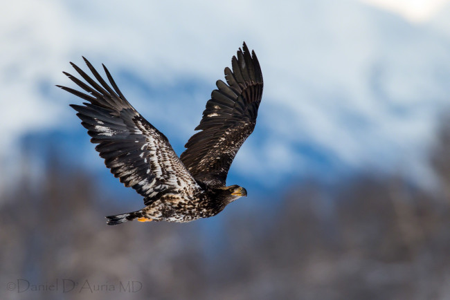 Обои картинки фото животные, птицы, хищники, полет, орлан