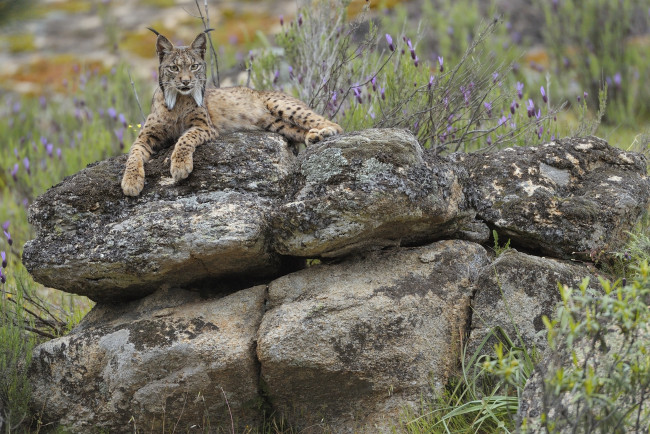 Обои картинки фото животные, рыси, отдых, рысь, камень, взгляд