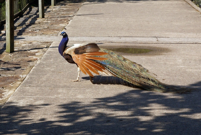 Обои картинки фото животные, павлины, хвост