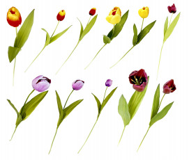 Картинка цветы тюльпаны