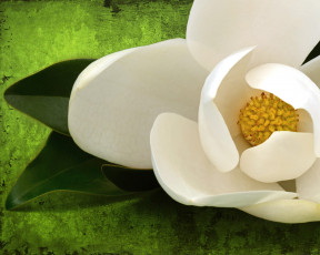 Картинка цветы магнолии макро