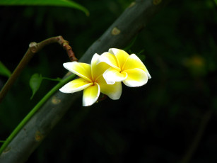 Картинка цветы плюмерия дуэт