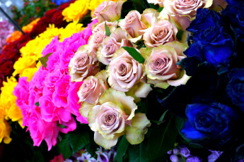 Картинка цветы розы многоцветье