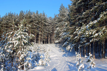 Картинка природа зима снег лес