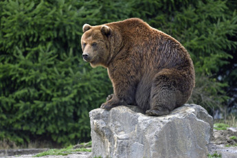 Картинка животные медведи бурый