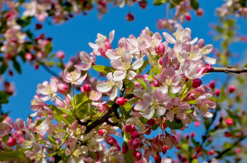 Картинка цветы цветущие+деревья+ +кустарники весна