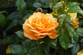 Картинка цветы розы желтый