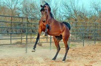 Картинка животные лошади гнедой жеребец ограда стать вольер